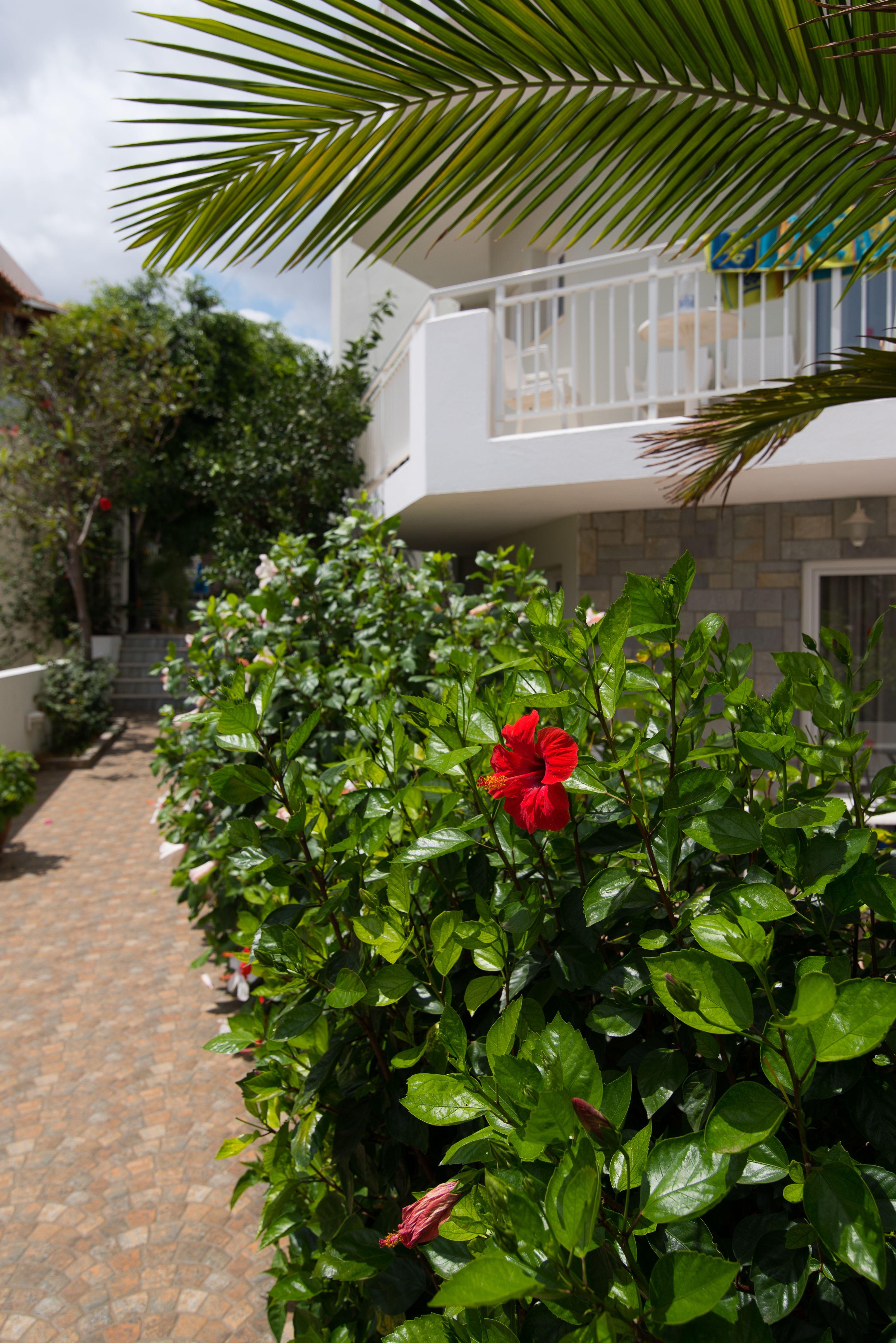 Melissa Apartments, Studios & Suites Malia Eksteriør bilde